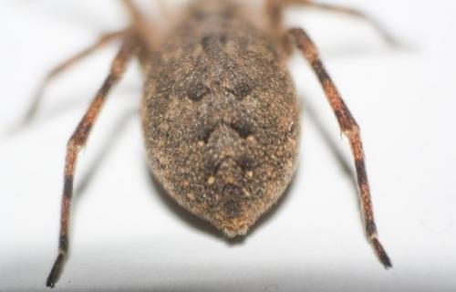 Zoropsis sp.