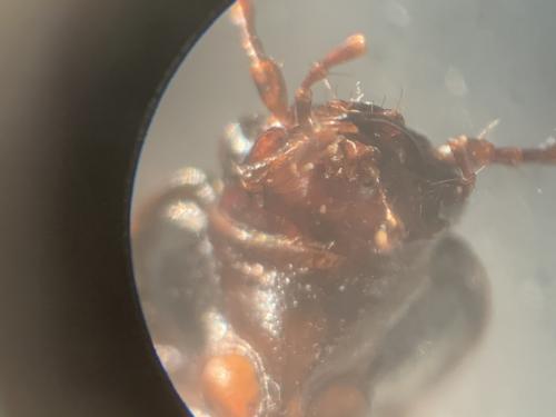 Nebria brevicollis