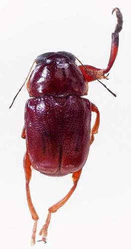 Réf. 277 540 : Cryptocephalinae inconnu