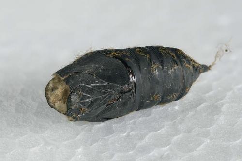 Réf. 277 408 : Lymantria dispar