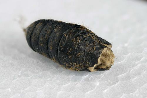 Lymantria dispar