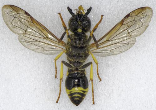 Ancistrocerus nigricornis