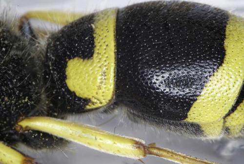 Ancistrocerus nigricornis