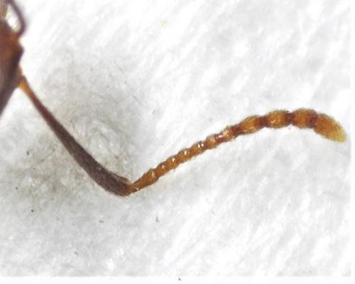 Aphaenogaster subterranea