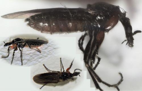 Réf. 277 412 : Dilophus antipedalis