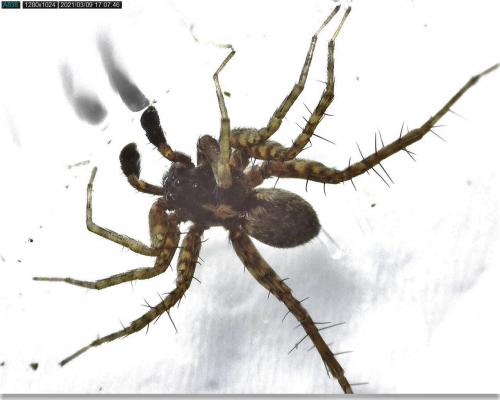 Pardosa sp.