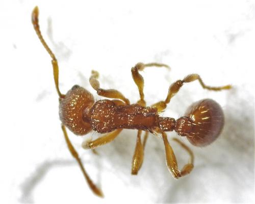 Réf. 277 002 : Myrmica sp.