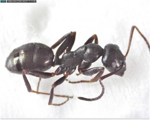 Réf. 277 832 : Formica fusca