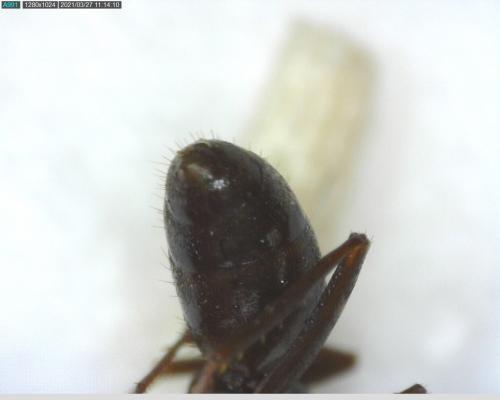 Réf. 277 833 : Formica fusca
