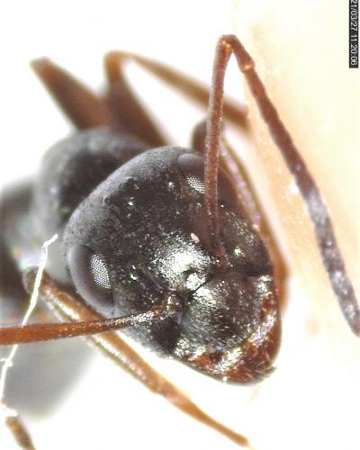 Réf. 277 834 : Formica fusca