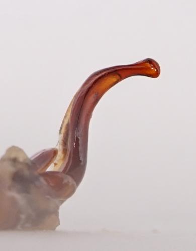 Réf. 277 727 : Ophonus incisus