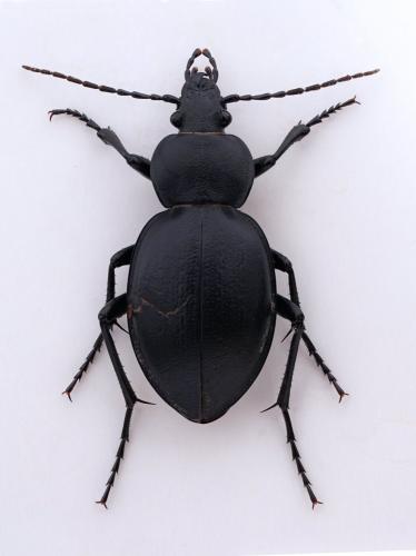 Réf. 277 922 : Carabus graecus