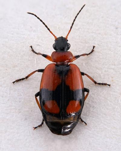 Réf. 277 897 : Lebia cruxminor