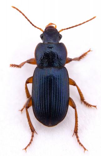 Réf. 277 248 : Ophonus azureus