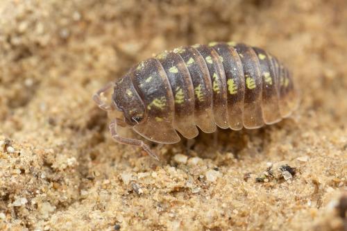 Armadillidium depressum