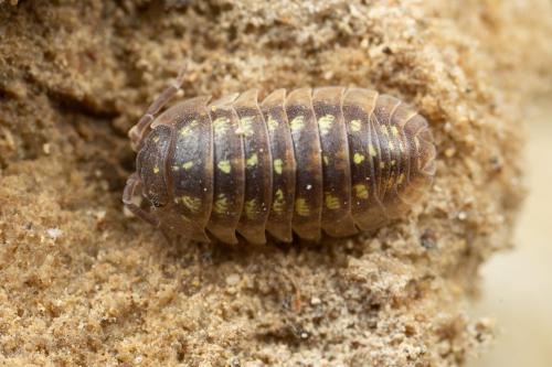 Armadillidium depressum