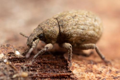 Romualdius sp.
