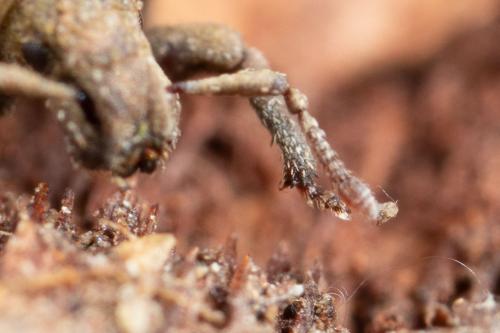 Romualdius sp.