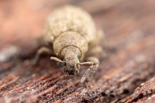 Romualdius sp.