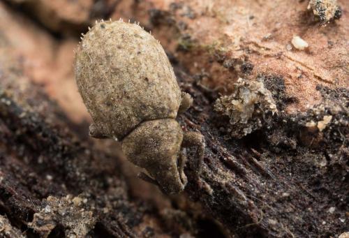 Romualdius sp.
