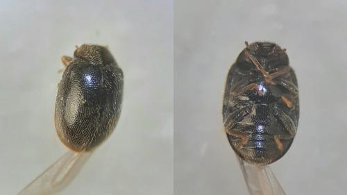 Réf. 277 664 : Scymnus oertzeni