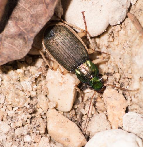 Chlaenius velutinus