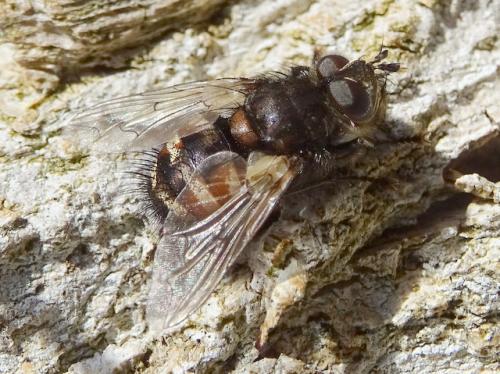 Panzeria puparum