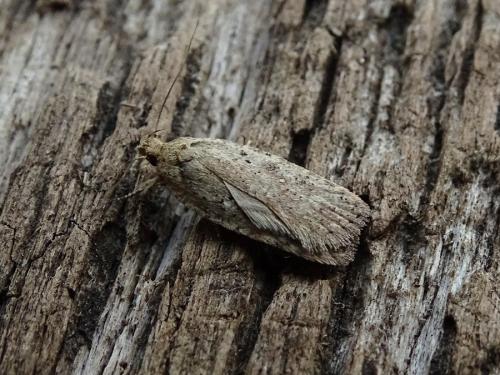 Agonopterix sp.