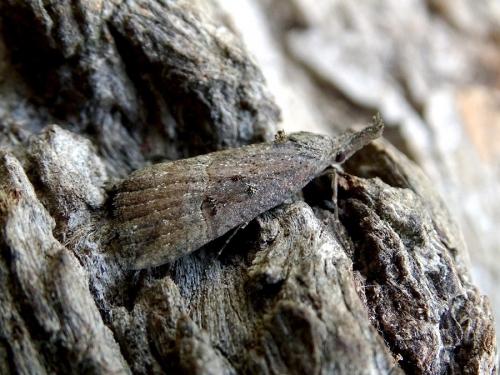Hypena rostralis