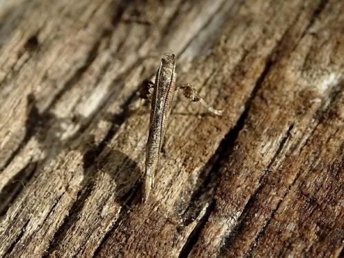 Réf. 277 261 : Caloptilia falconipennella