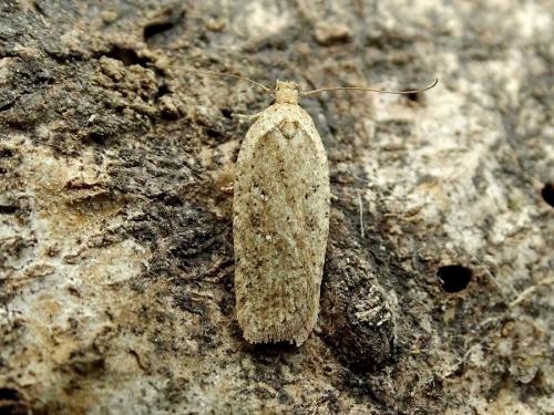 Réf. 277 266 : Agonopterix sp.