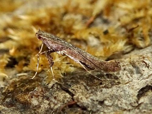 Réf. 277 260 : Caloptilia falconipennella
