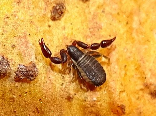 Réf. 277 121 : Withius hispanus