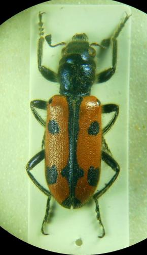 Trichodes syriacus