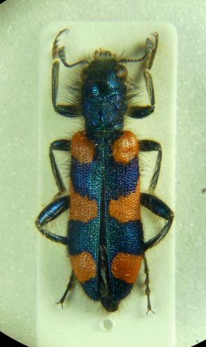 Trichodes persicus