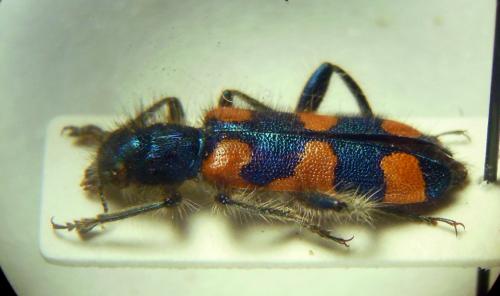 Trichodes persicus
