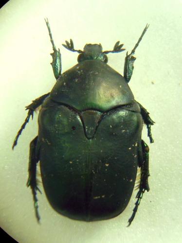 Protaetia afflicta