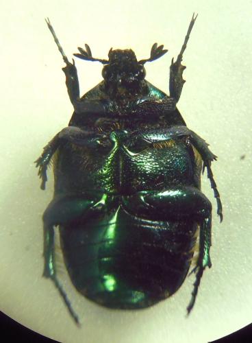 Protaetia afflicta