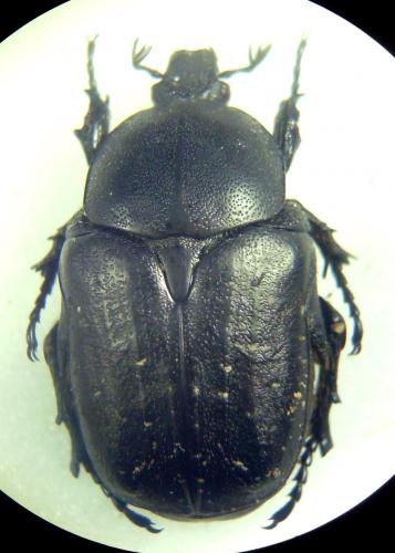 Réf. 277 292 : Netocia vidua