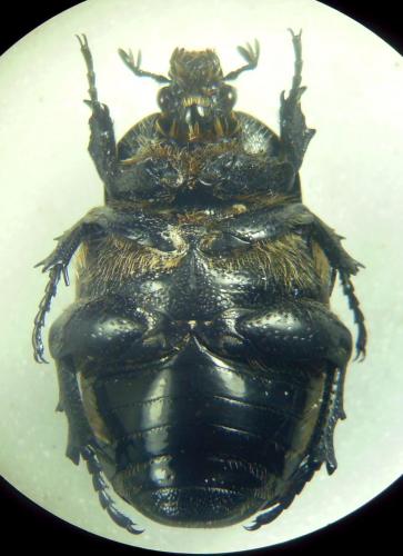 Netocia vidua