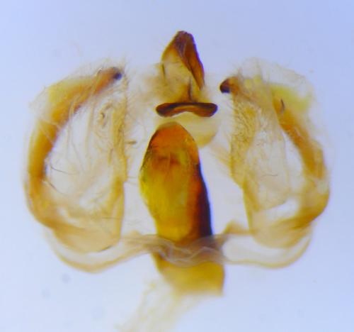 Furcula bifida