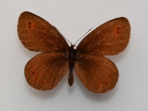 Réf. 277 603 : Erebia oeme