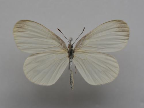 Leptidea sinapis