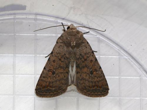Réf. 277 092 : Caradrina clavipalpis