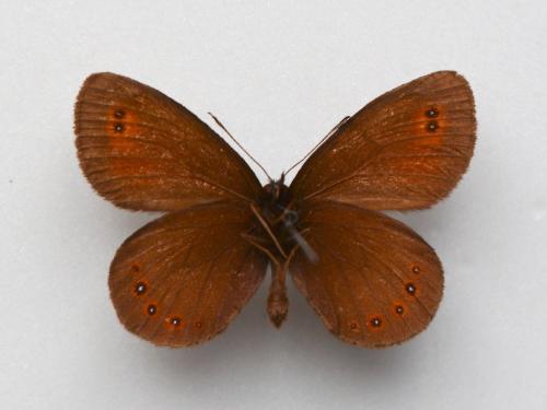 Réf. 277 604 : Erebia oeme