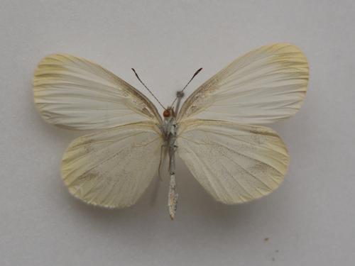 Leptidea sinapis