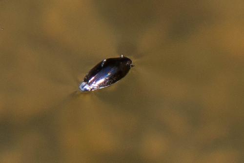 Gyrinus urinator