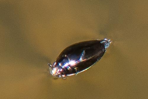 Gyrinus urinator