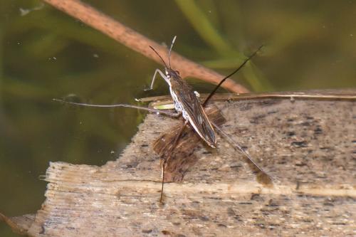 Gerris gibbifer