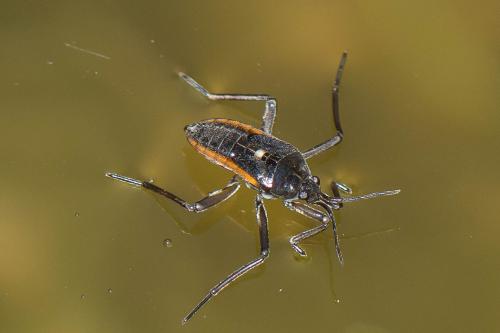 Réf. 277 324 : Velia sp.